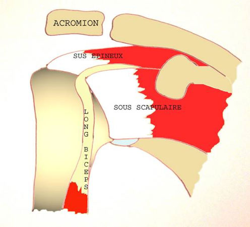 Schema anatomie epaule